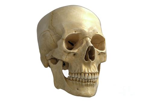 Human Skull 4 By Medical Graphics Michael Hoffmann Science Photo Library