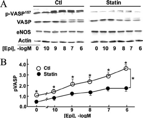 Epinephrine Stimulated Vasp Phosphorylation Following Simvastatin