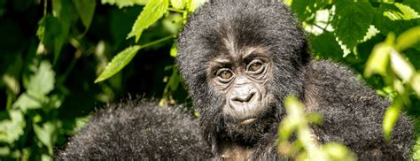 Rushaga Gorilla Sector Region In Bwindi National Park