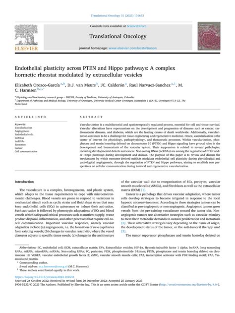 PDF Endothelial Plasticity Across PTEN And Hippo Pathways A Complex