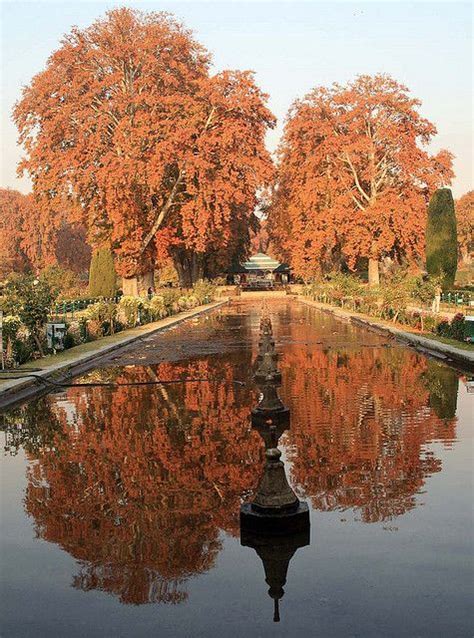 Leaves of a chinar tree, in autumn, in the famous Mughal Garden of Shalimar in Srinagar. (Image ...