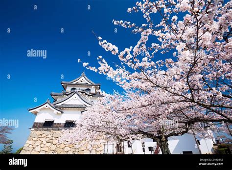 Hikone Castle of cherry blossoms Stock Photo - Alamy