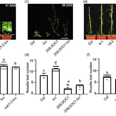 TCP7 Genetically Promotes Flowering In Arabidopsis A Flowering