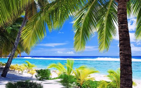 Download Palm Tree Tropical Nature Beach Hd Wallpaper