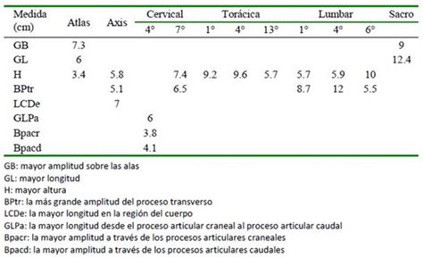 Descripci N Osteol Gica De La Taruca Hippocamelus Antisensis D