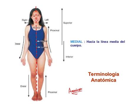 Terminologia Anatomica