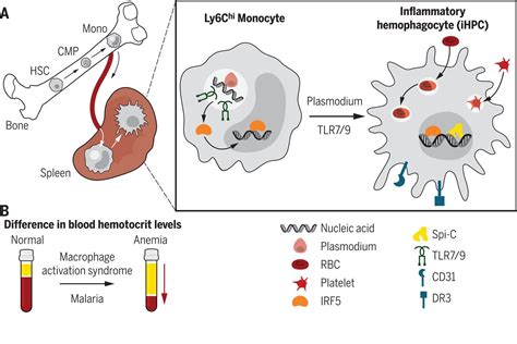 Chronic TLR7 And TLR9 Signaling Drives Anemia Via Differentiation Of