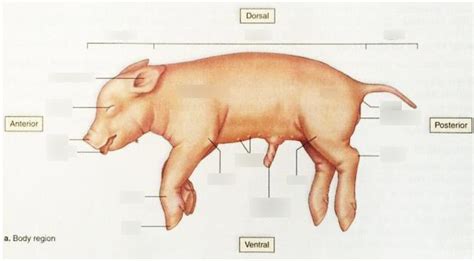 External Anatomy of the Fetal Pig Diagram | Quizlet