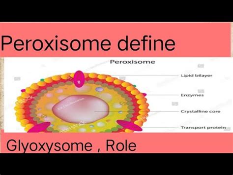 Peroxisome Glyoxysome Function YouTube