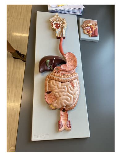 BIO 172 Lab Practical 3 Digestive System Flashcards Quizlet