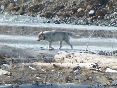 Yellowstone Wolf Tracking The Packs