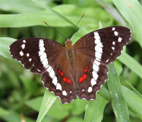 Mariposa Pavoreal Con Bandas Blancas Insectos Del Municipio De