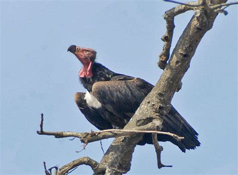 Red-headed-vulture | Critically endangered species, Bird species, Endangered species