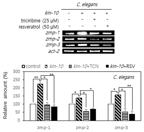 Ijms Free Full Text Ck2 Down Regulation Increases The Expression Of