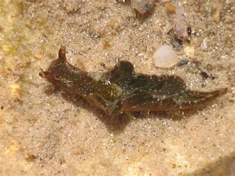 Solar Powered Sea Slug Elysia Viridis Marlin The Marine Life