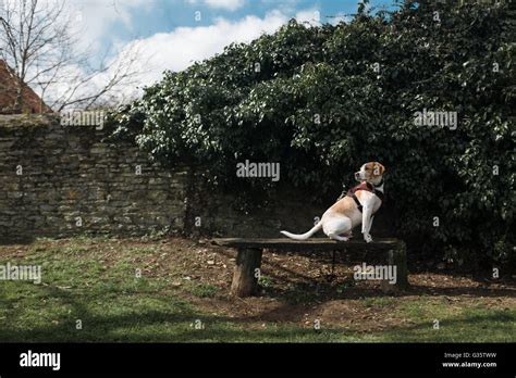 A Beagle Sits On A Park Bench Stock Photo Alamy