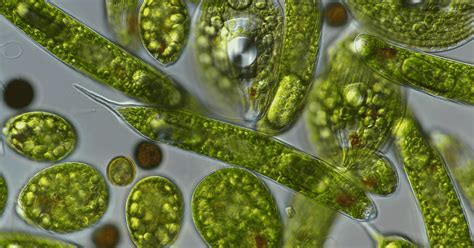 Algae Cell Under Microscope