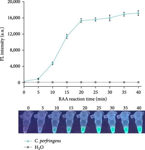 Optimization Of The Assay Time Of Raa Crisprcas12a System In The