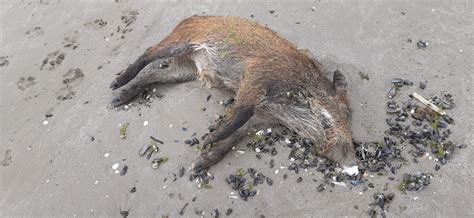 Un sanglier retrouvé mort sur une plage dans les Côtes dArmor la