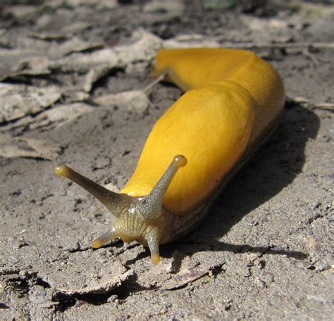 Banana Slug