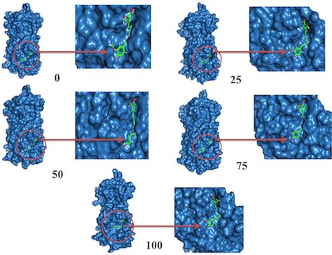 The Surface View Of The Docked Complex In Molecular Dynamics