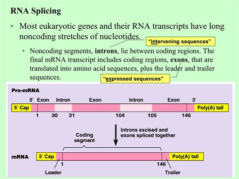 PPT Eukaryotic Cells Modify RNA After Transcription PowerPoint