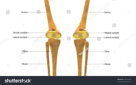 Human Skeleton Anatomy Knee Joints Posterior Stock Illustration 545225644 Shutterstock