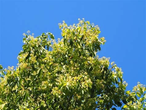 Camphor Tree Kapura Flora Of Chandragiri · Inaturalist