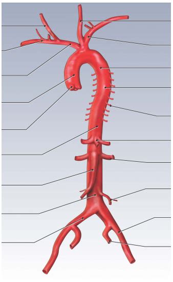 Diagram Of Abdominal Aorta Labelled Quizlet