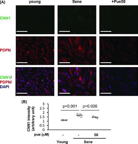 The Effect Of Puerarin On Cnn And Pdpn Expressions In Senescent Nhdfs