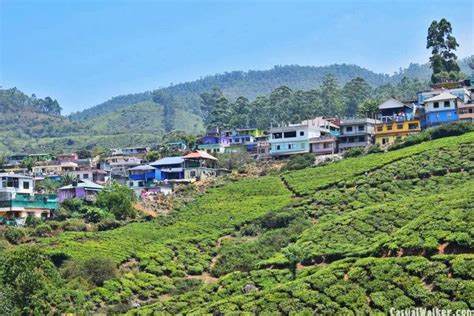 Munnar Hill Station And Tea Plantations Munnar Idukki Kerala Visit Travel Guide Casual Walker