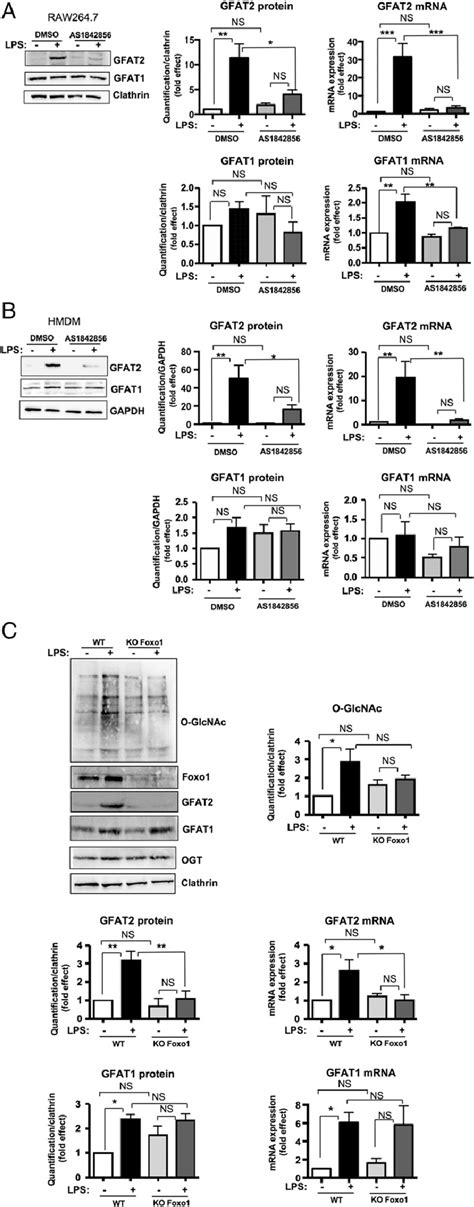 Pharmacological Or Genetic Inhibition Of Foxo1 Impairs Lps Effect On