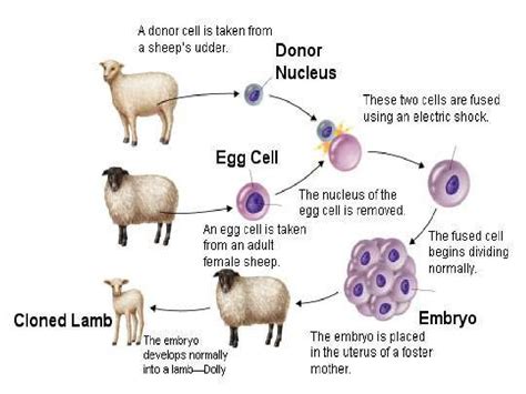 Animal Cloning