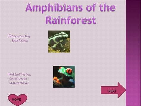 PPT - Rainforest Animals & Their Classification PowerPoint Presentation - ID:2113500