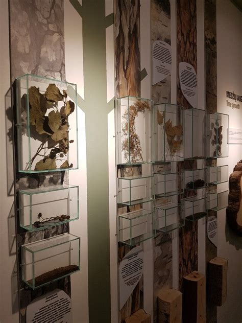 Several Glass Shelves With Plants And Rocks On Them