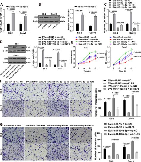 Evs Mir 106a 5p Facilitated Oc Cell Proliferation And Migration By