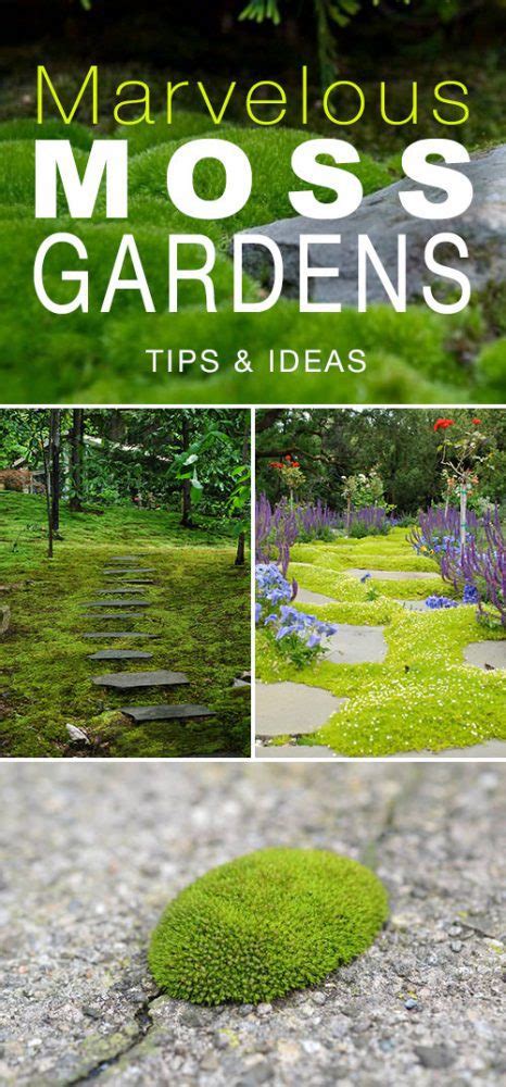 Marvelous Moss Gardens How To Grow Moss Outdoors • The Garden Glove