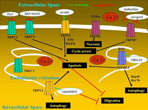 Frontiers Transient Receptor Potential TRP Ion Channels Involved In