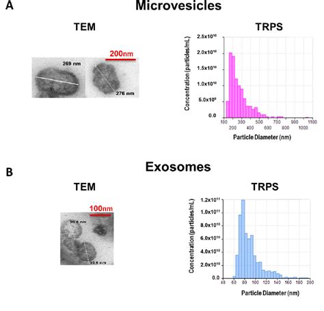 Figure 1 From Extracellular Vesicles Do Not Mediate The Anti