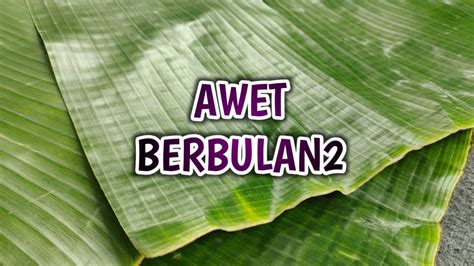 Cara Nak Simpan Daun Pisang Supaya Tahan Lama Chacezebshepherd