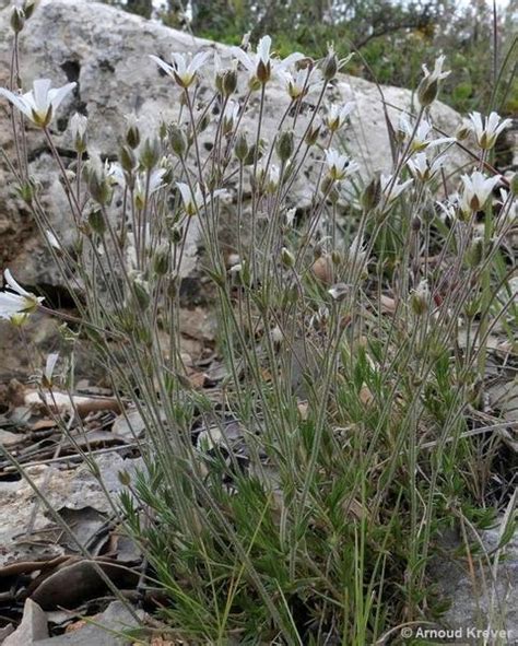 Arenaria Grandiflora Flores De Los Caminos A Santiago