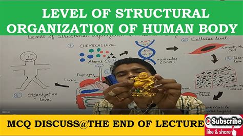 Levels Of Structural Organization In Human Body Anatomy Physiology