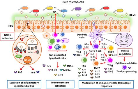 Microbiotaderived Extracellular Vesicles In Interkingdom Communication