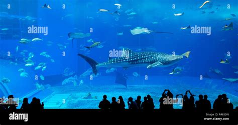 Japan Okinawa aquarium Stock Photo - Alamy