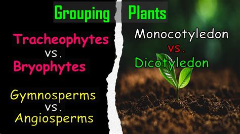 Grouping Plants: Monocotyledon vs. Dicotyledon - YouTube