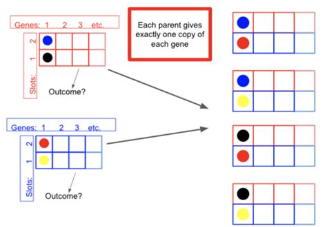 Genetics Final Flashcards Quizlet