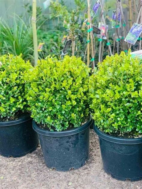 Buxus Microphylla Japanese Box Advanced Topiary Neth Green