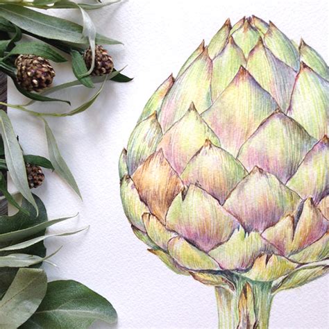 Botanical Watercolor Of Artichoke On Behance