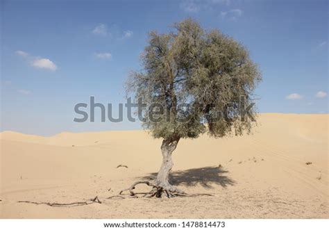 Ghaf Tree National Tree United Arab Stock Photo (Edit Now) 1478814473