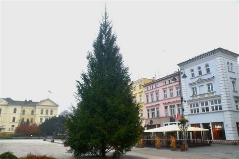 Bydgoszcz Na Starym Rynku stanęła już choinka Bydgoszcz Radio ESKA